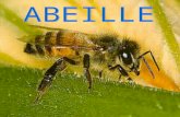 Labeille appartient à lordre des Hyménoptères, comme les guêpes ou les fourmis. Son corps, petit et velu, se compose de trois parties : la tête, le thorax.