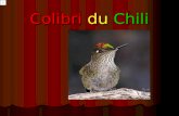Colibri du Chili Aujourd'hui, je vais vous parler du colibri du Chili. Jai choisi cet oiseau car je ne le connais pas beaucoup et jaimerais en apprendre.