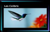Les Colibris. La Nourriture Les colibris mangent le nectars des fleurs Ils mangent des insectes Ils boivent aussi beaucoup deau Les colibris mangent consamment.
