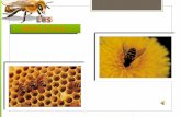 Les abeilles… Les abeilles témoins du bon état de notre environnement! C'est en France, en 1994 que des apiculteurs ont lancé les premières alertes.