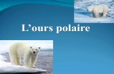 Lours polaire a une grande tête rectangulaire. Il a des petites oreilles et il a une petite queue. Il a un menton noir et sa fourrure est blanche. Les.