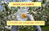 HOPLOCAMPE… Contrôle par piégeage intensif. Hoplocampe… Cycle de vie Émergence… BR à début floraison Ponte (30 œufs) durant toute la floraison… Insertion.