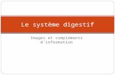 Images et compléments dinformation Le système digestif.