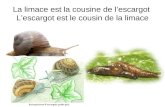 La limace est la cousine de lescargot Lescargot est le cousin de la limace.