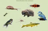 Classification des animaux. tête ( yeux et bouche)