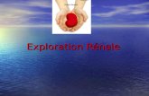 Exploration Rénale Exploration Rénale. Introduction Lhoméostasie du milieu intérieur est assurée en majeur partie par le rein, grâce à sa disposition.