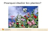 © 2014 American Society of Plant Biologists Pourquoi étudier les plantes? .