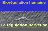 La régulation nerveuse Biorégulation humaine. la transmission et lintégration de linformation.