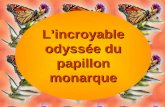 Lincroyable odyssée du papillon monarque La transformation de la chenille du monarque en papillon est un phénomène fascinant. La chenille du monarque.