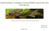 Systématique, écologie et potentialités aquacoles des Esturgeons Réalisé par SOUIDI Safa Janvier 2014 Gestion des ressources et des eaux continentales.