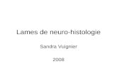 Lames de neuro-histologie Sandra Vuignier 2008. Moelle épinière 1) v.spinale post. 2) a.spinale post. 3 ) sillon médian post. 4) substance blanche 5)
