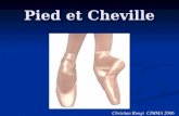 Pied et Cheville Christian Rungi CIMMA 2006. Paradoxe du pied = précision et robustesse Principal organe sensoriel de léquilibration Principal organe.