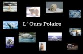 L Ours Polaire. Indroduction LOurs Polaire est un ours de grande taille. Ses yeux et ses griffes sont noires. LOurs Polaire a une épaise fourrure blanche,