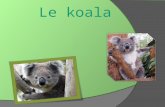 Le koala. Table des matières Caractéristiques physiques 3 Taille et poids 4 Famille et espèce 5 Habitat et abri 6 Nourriture 7 Moyen de défense 8 Reproduction.