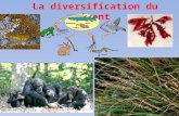 La diversification du vivant. A. Des mécanismes de diversifications géniques Cf TP 8, atelier 1 et 4.
