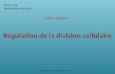 Cycle cellulaire Régulation de la division cellulaire Régulation de la division cellulaire chapitre 11 Pavie Julie Bessonneau François.