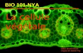 La cellule végétale Gilles Bourbonnais Cégep de Sainte-Foy BIO 101-NYA.