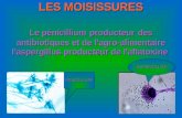 LES MOISISSURES Le pénicillium producteur des antibiotiques et de l'agro-alimentaire l'aspergillus producteur de l'aflatoxine PENICILLIUM ASPERGILLUS.