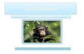 Les chimpanzés vivent dans lAfrique. Son habitat est la jungle. Les chimpanzés commencent dêtre endanger depuis 2002. Dans ce report, on va apprendre.