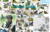 André Buzin Passer lintroduction TTTT iiii mmmm bbbb rrrr eeee ssss d oiseaux de Belgique, créés par André Buzin en... Retour à la page daccueil 1985.