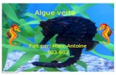 Algue verte Fait par: Marc- Antoine 503-602. Classe La classe de lhippocampe est : LE POISSON.