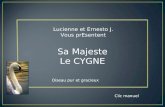 Lucienne et Ernesto J. Vous prEsentent Sa Majeste Le CYGNE Clic manuel Oiseau pur et gracieux.