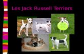 Les Jack Russell Terriers. Definition Jack Russell veut dire un petit chien ou un chien qui travail