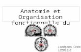 Anatomie et Organisation fonctionnelle du Thalamus Landmann C©dric Langlais Valentin