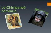 Le Chimpanzé commun. Les caracthéristiques physiques: Les Chimpanzés communs ont le corps recouvert de poils noirs sauf sur le visage, les oreilles, la.