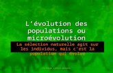 Collège Lionel-Groulx Lévolution des populations ou microévolution La sélection naturelle agit sur les individus, mais cest la population qui évolue.
