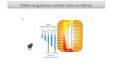 Patterning dorso-ventral chez vertébrés. Combinatoire 2 infos de position.