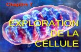 EXPLORATION DE LA CELLULE Chapitre 7. Taille des cellules (123) Bactérie (2 µm) Virus (50 à 100 nm) Protéine ~ 3 nm Si une cellule animale avait la taille.