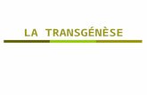 LA TRANSGÉNÈSE. Expérience de transgénèse: Une souris verte, qui brillait dans lherbe … daprès Science & Vie n°960 Septembre 1997 Des biologistes de l'université