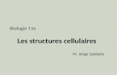 Biologie 11e Les structures cellulaires M. Jorge Saldaña.