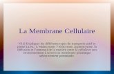 La Membrane Cellulaire V1.6 Expliquer les différents types de transports actif et passif (p.ex.: Lendocytose, lexocytose, la pinocytose, la diffusion et.