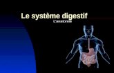 Le système digestif Lanatomie. 1. Lanatomie du système digestif Il commence à la bouche et se termine à lanus. Il comprend le tube digestif et les glandes.