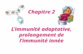 Chapitre 2 Limmunité adaptative, prolongement de limmunité innée.