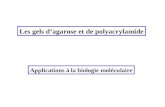 Les gels dagarose et de polyacrylamide Applications à la biologie moléculaire.