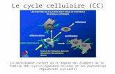 Le cycle cellulaire (CC) Le déroulement correct du CC dépend des éléments de la famille CDK (cyclin-dependent kinase) et les partenaires régulateurs (cyclines)