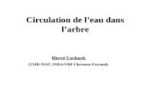 Circulation de leau dans larbre Hervé Cochard, (UMR PIAF, INRA/UBP Clermont-Ferrand)