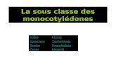 La sous classe des monocotylédones RègnePlantae Sous-règneTracheobionta DivisionMagnoliophyta ClasseLiliopsida.