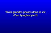 Trois grandes phases dans la vie dun lymphocyte B.