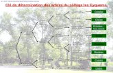 S.V.T./6 ème /Environnement/Clé détermination arbres Clé de détermination des arbres du collège les Eyquems. Feuille très grande + gousse Catalpa Chêne.
