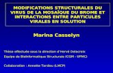Thèse effectuée sous la direction dHervé Delacroix Equipe de BioInformatique Structurale (CGM - UPMC) Collaboration : Annette Tardieu (LMCP) MODIFICATIONS.
