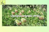 Quelques engrais verts.. Le colza. -Plante annuelle de la famille des brassicacées (crucifères), à fleurs jaunes en grappe, ses fruits sont des siliques.