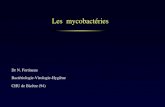 Les mycobactéries Dr N. Fortineau Bactériologie-Virologie-Hygiène CHU de Bicêtre (94)