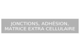 JONCTIONS, ADHÉSION, MATRICE EXTRA CELLULAIRE. 2 Plan I – Jonctions cellulaires II – Adhésion cellulaire III – Matrice extra-cellulaire IV – Intégrines.