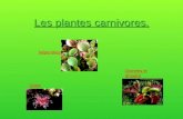 Les plantes carnivores. Dionées et droséra Népenthes Quizz.
