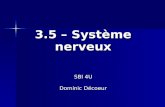 3.5 – Système nerveux SBI 4U Dominic Décoeur. Plusieurs bons sites à consulter Plusieurs bons sites à consulter  foy.qc.ca/profs/gbourbonnais/pascal/f.