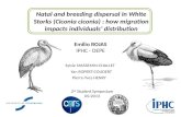 Natal and breeding dispersal in White Storks (Ciconia ciconia) : how migration impacts individuals distribution Emilio ROJAS IPHC - DEPE 2 nd Student Symposium.
